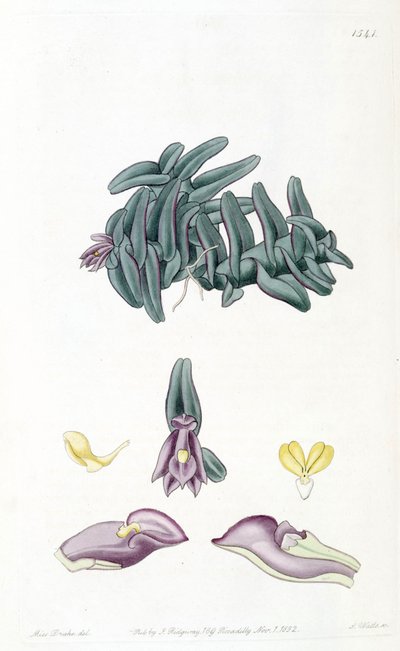 Nanodes discolor by Miss Drake